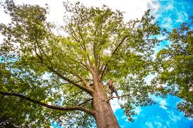 Best Tree and Shrub Care  in Moorpark, CA