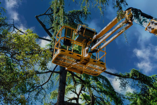 Best Utility Line Clearance  in Moorpark, CA
