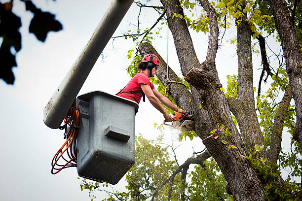 Best Emergency Tree Removal  in Moorpark, CA