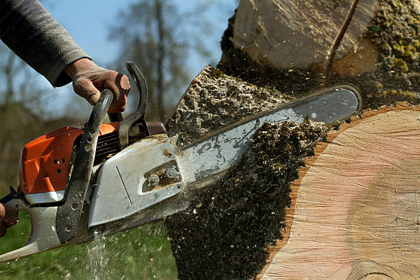 Best Fruit Tree Pruning  in Moorpark, CA